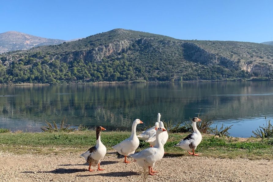 Discover Koutavos Lagoon & Drapano Bridge – A Scenic Walk in Argostoli, Kefalonia